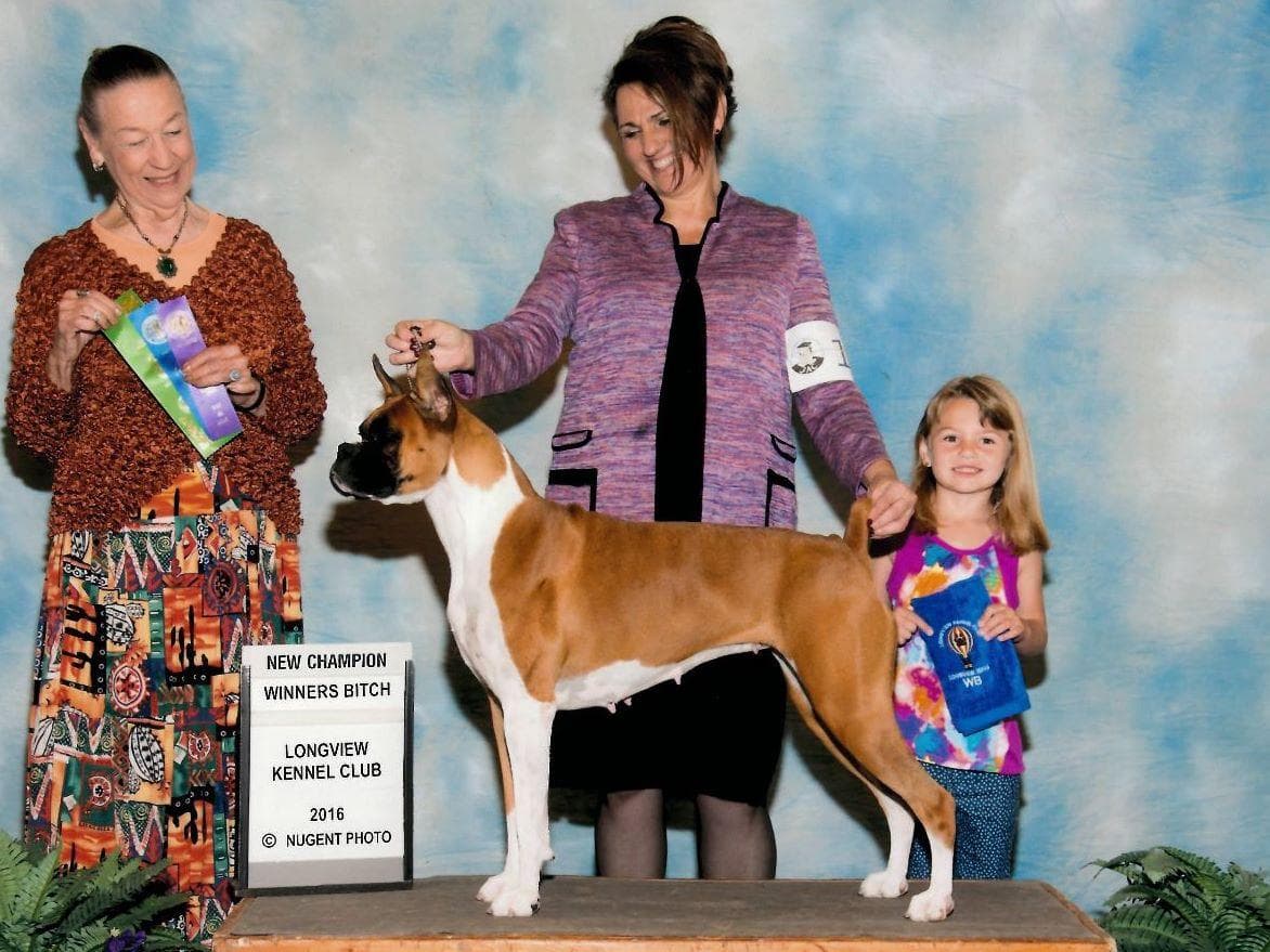 Boxer Puppies breeder image 5