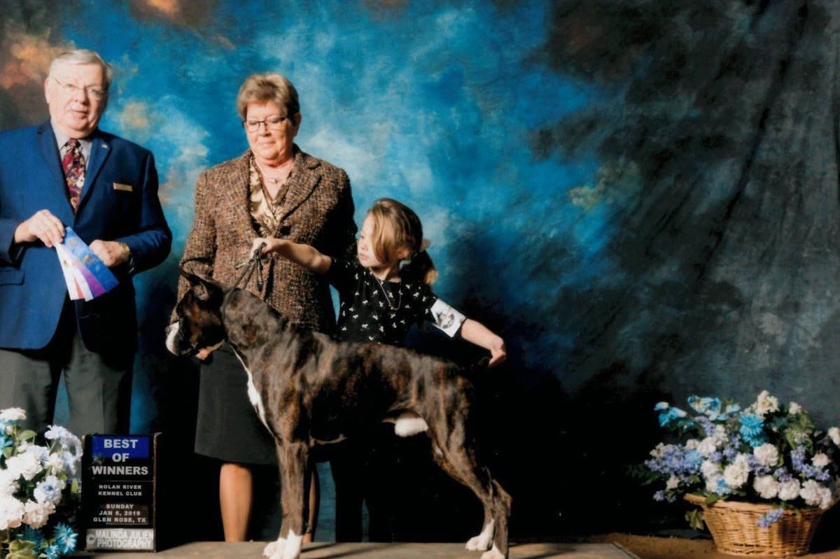 Boxer Puppies breeder image 6