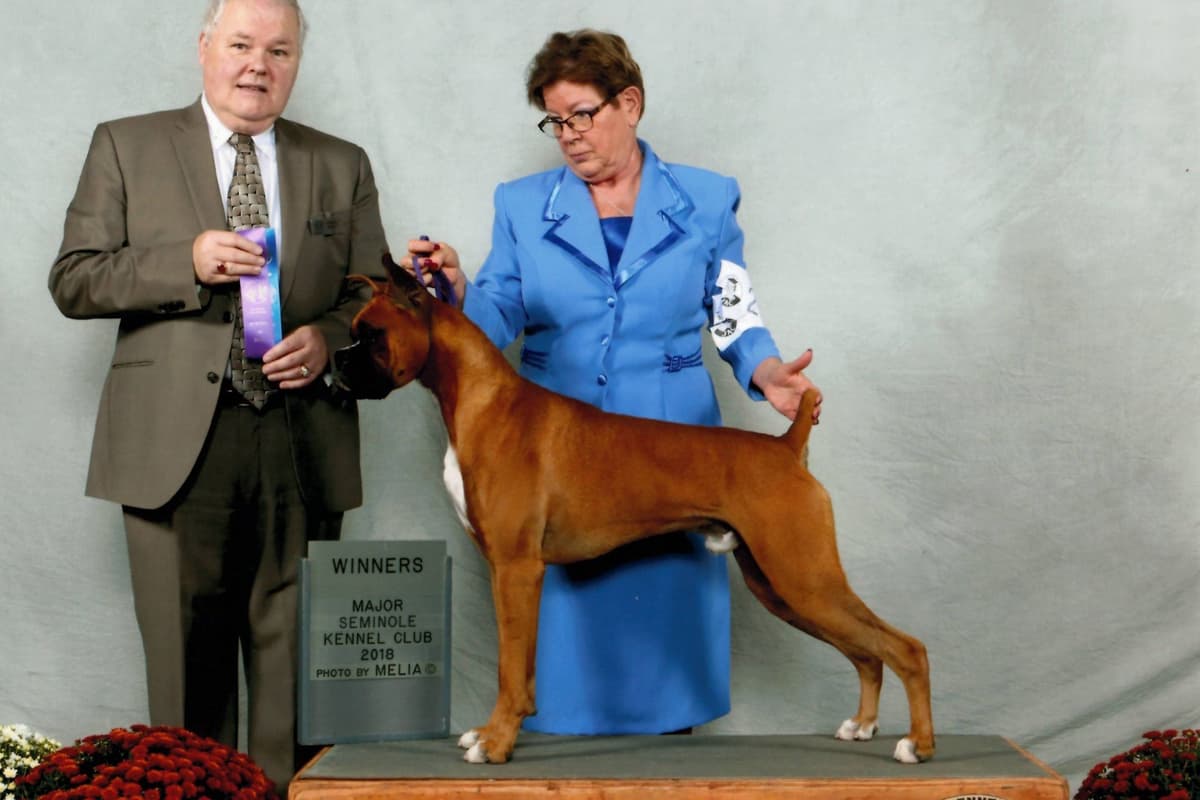 Boxer Puppies breeder image 7