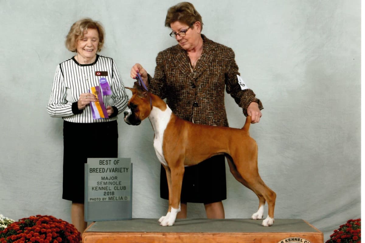 Boxer Puppies breeder image 8