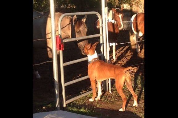 Boxer Puppies breeder image 1