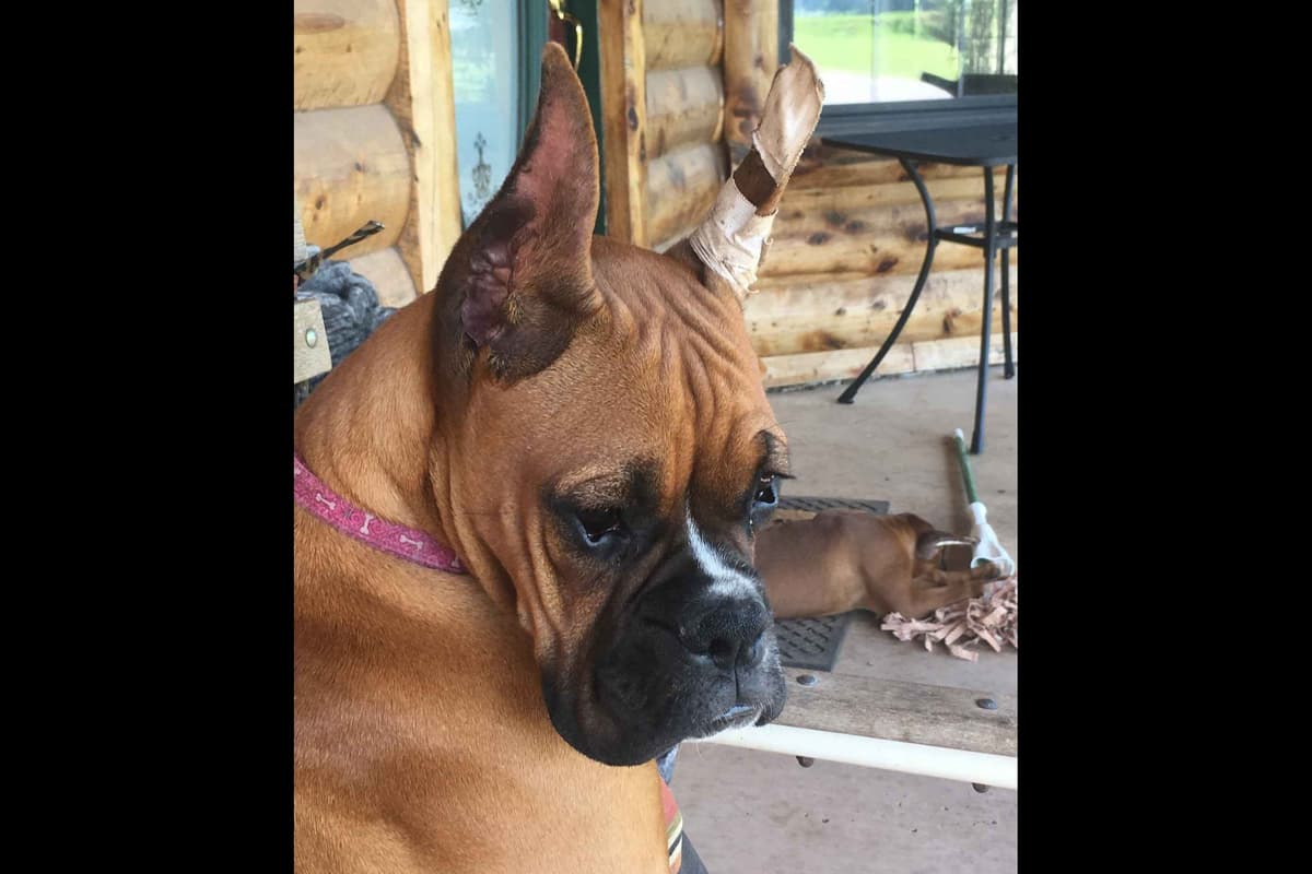 Boxer Puppies breeder image 9