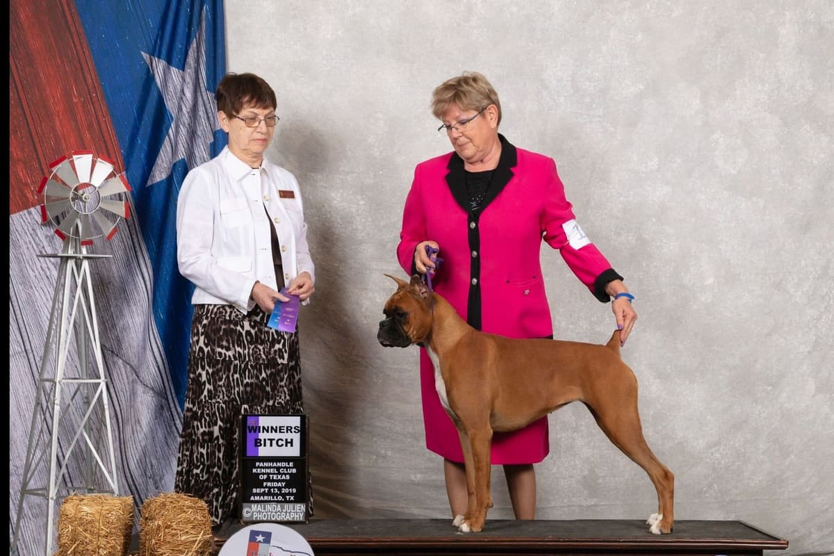Boxer Puppies breeder image 11