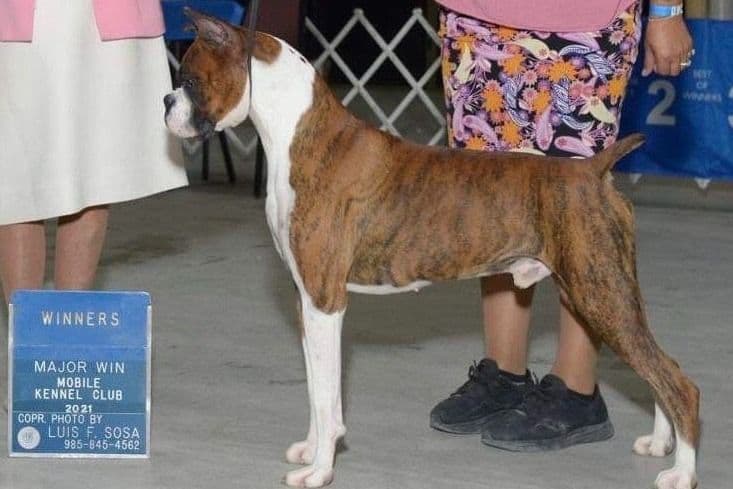 Boxer Puppies breeder image 12