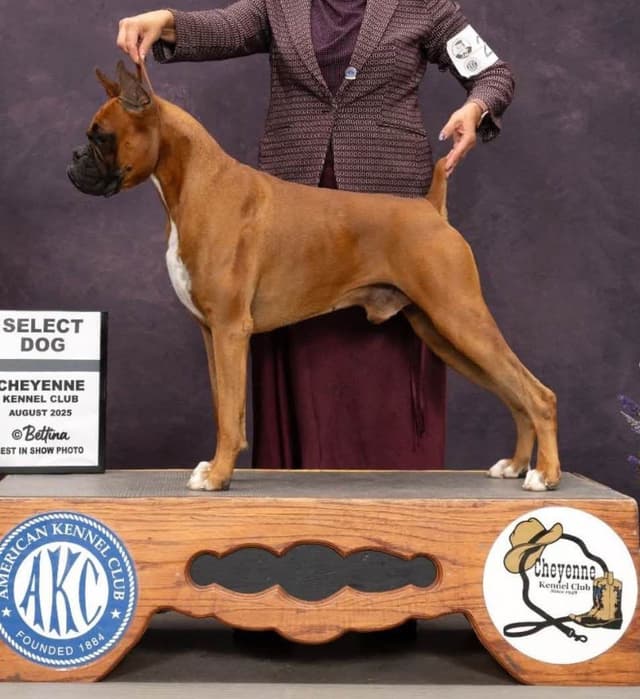 Boxer Puppies media 2