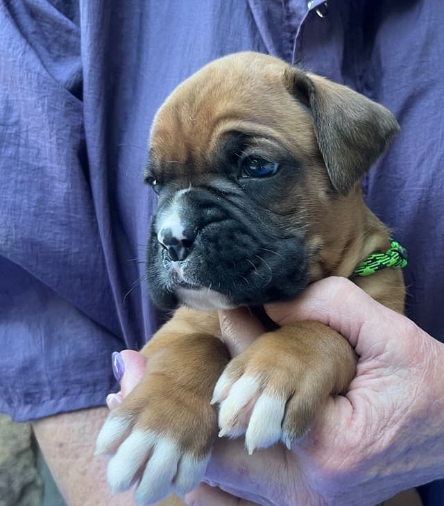 Boxer Puppies media 4