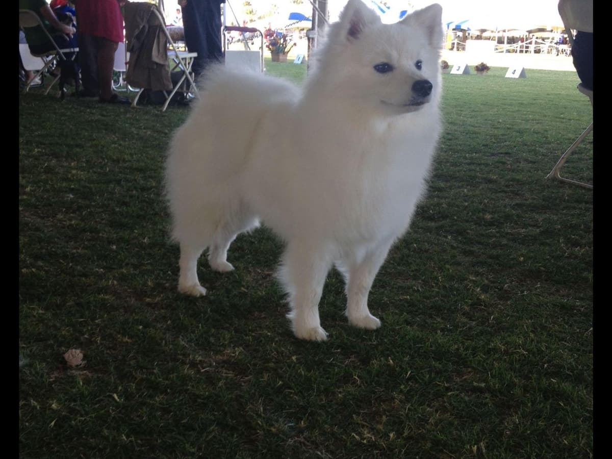 American Eskimo Dog Puppies breeder image 1