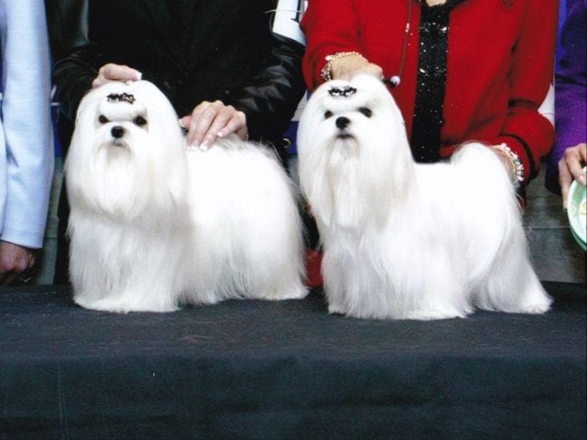 Grand Champion Sired Puppies breeder image 9