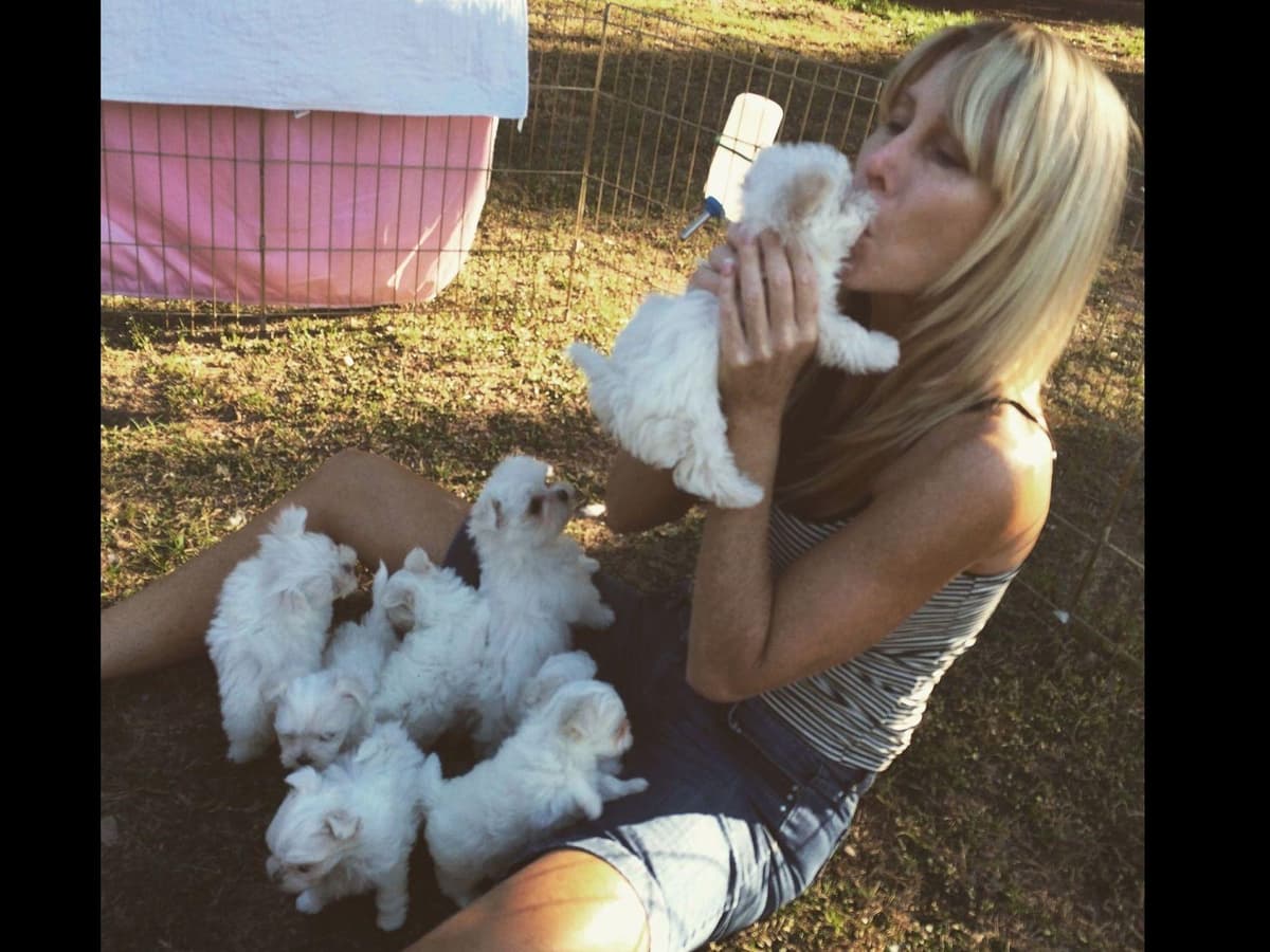 Grand Champion Sired Puppies breeder image 6