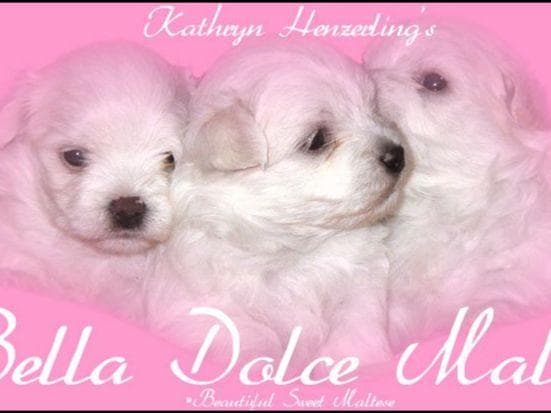 Grand Champion Sired Puppies breeder image 13
