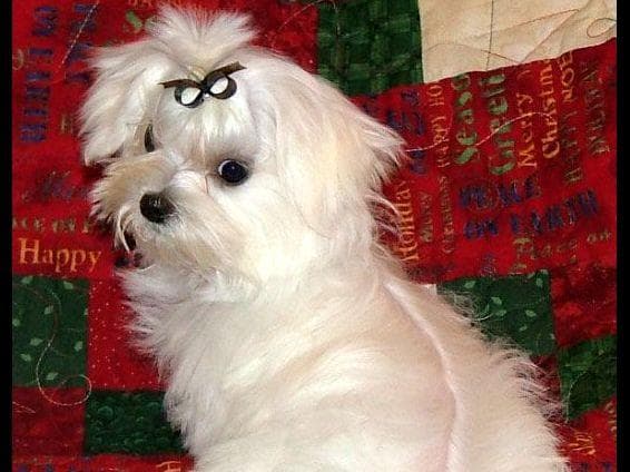 Grand Champion Sired Puppies breeder image 18