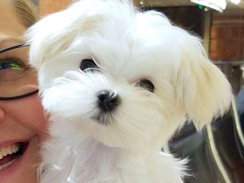 Grand Champion Sired Puppies breeder image 19