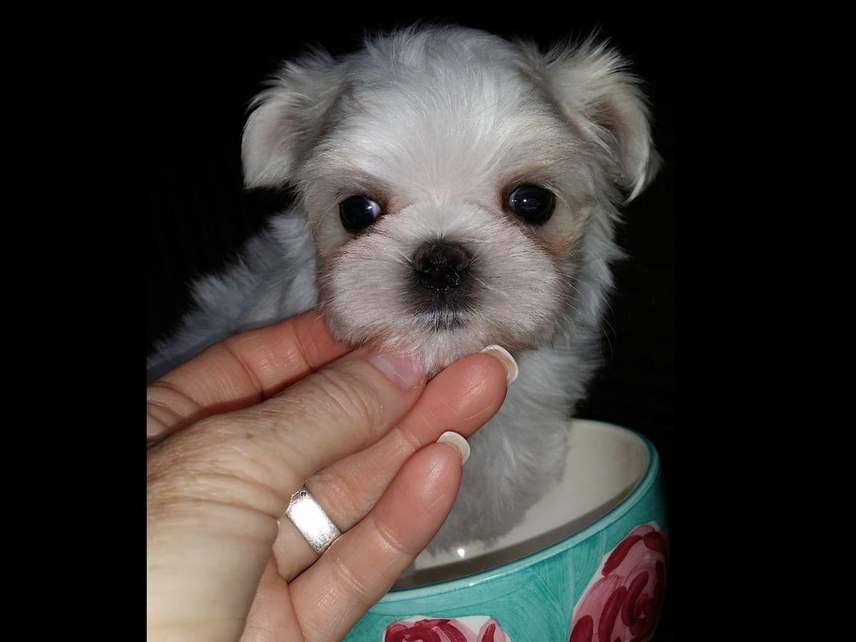 Grand Champion Sired Puppies breeder image 21
