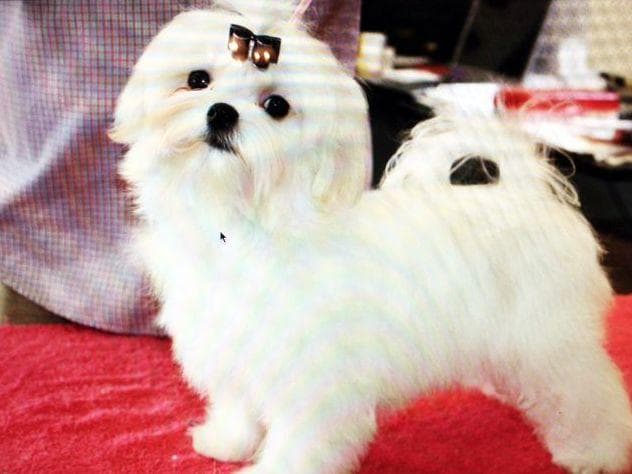 Grand Champion Sired Puppies breeder image 22