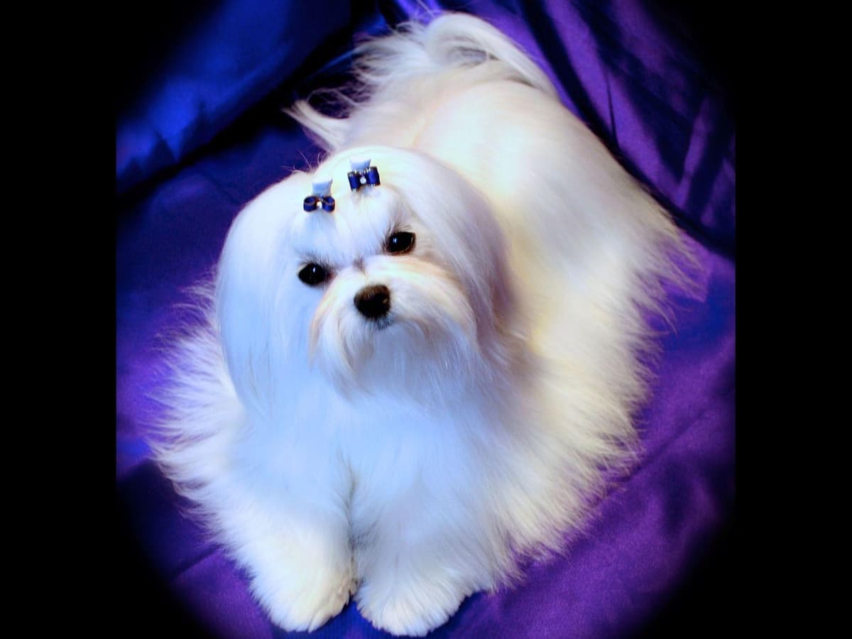 Grand Champion Sired Puppies breeder image 23
