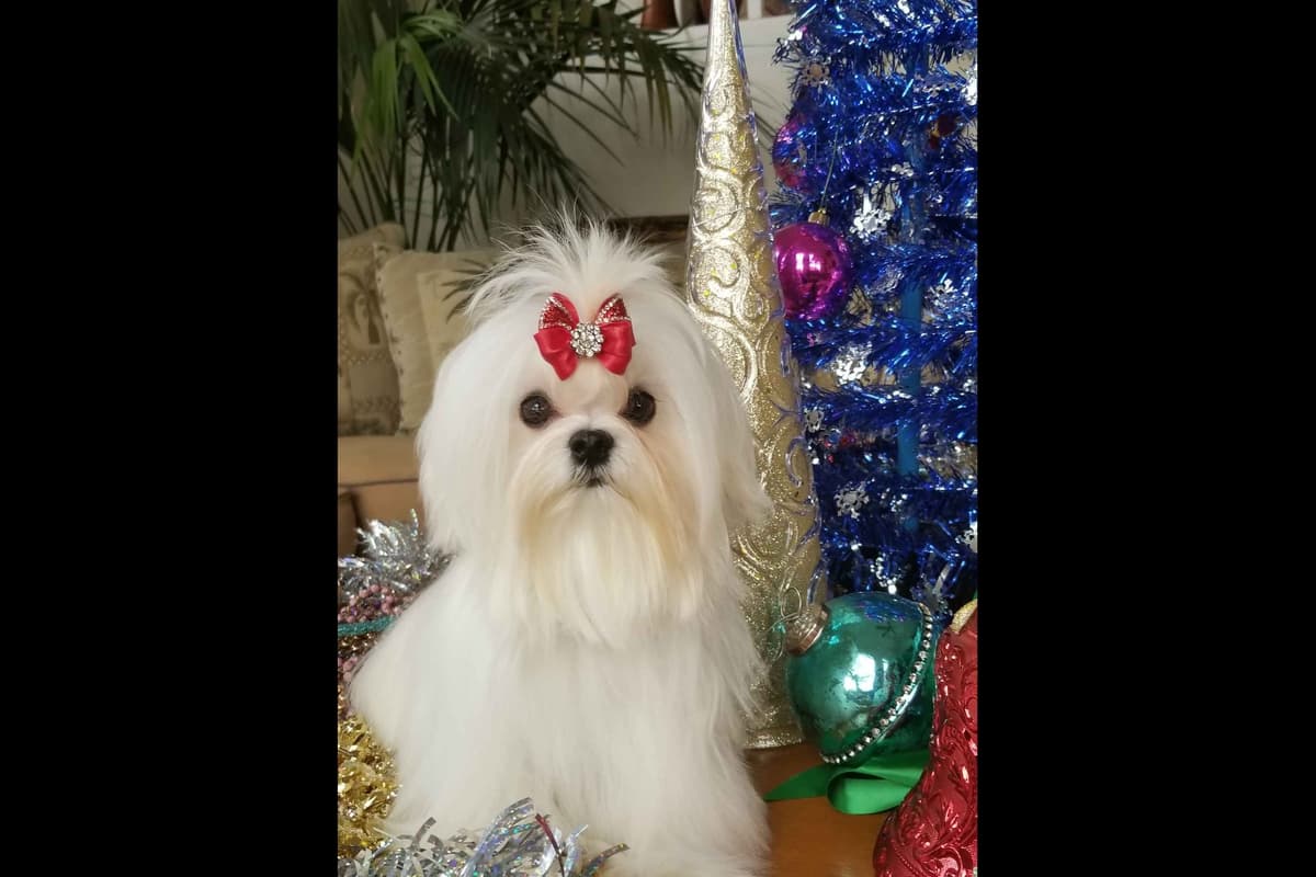 Grand Champion Sired Puppies breeder image 25