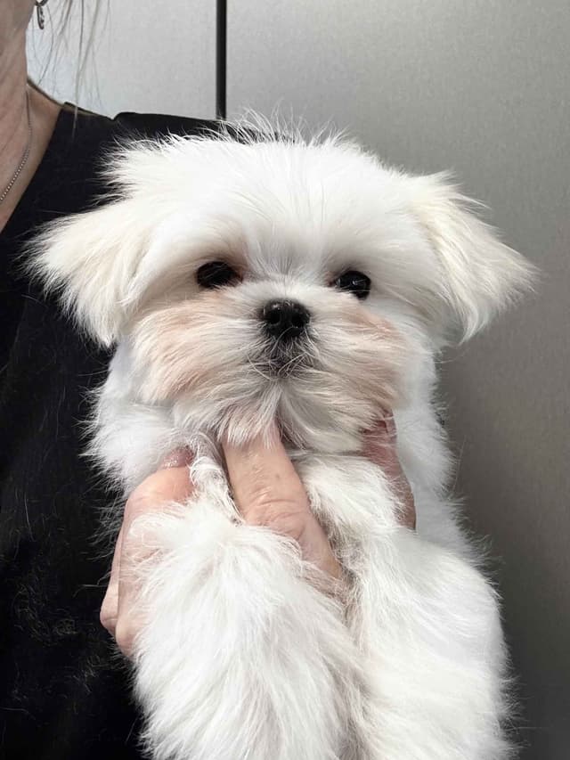 Beautiful Maltese Puppies- Champion Sired media 2