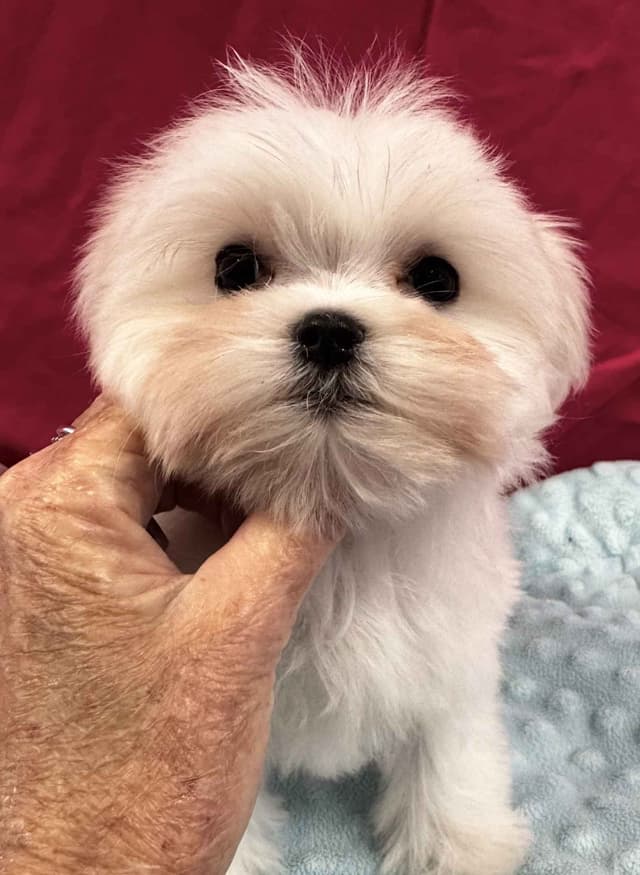 Beautiful Maltese Puppies- Champion Sired media 3