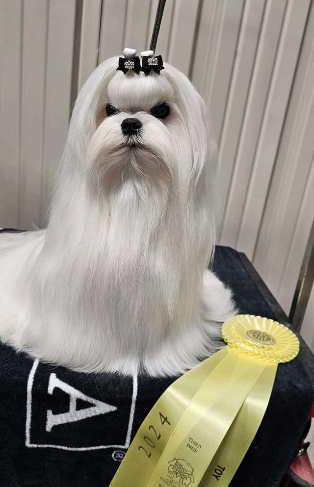 Beautiful Maltese Puppies- Champion Sired media 7