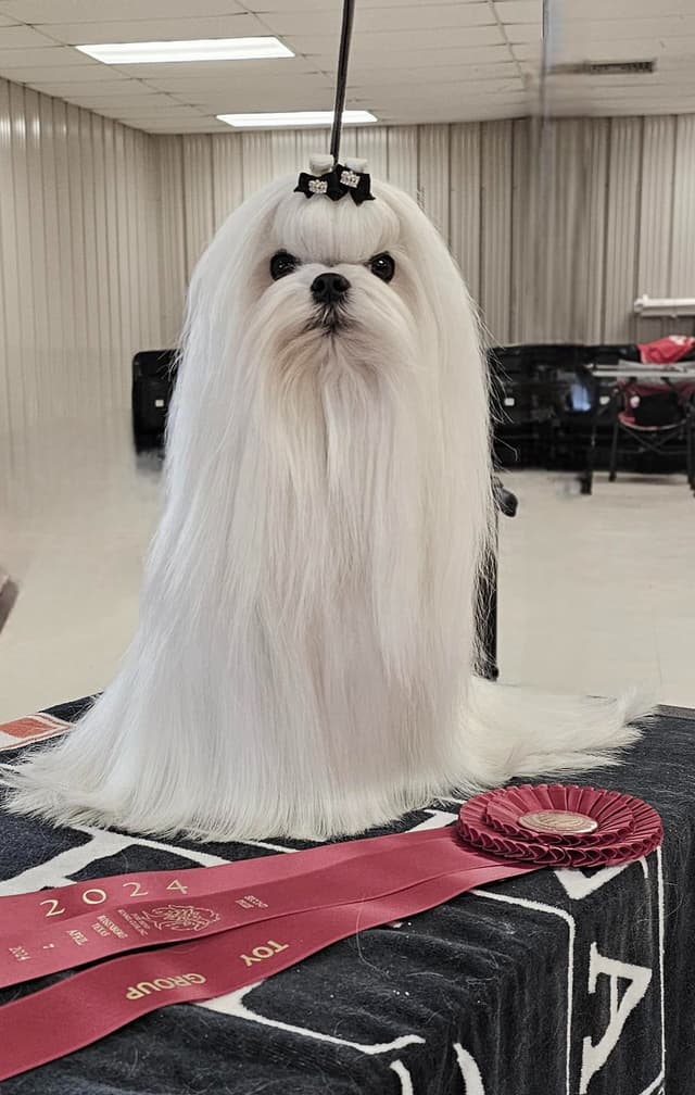 Beautiful Maltese Puppies- Champion Sired media 8