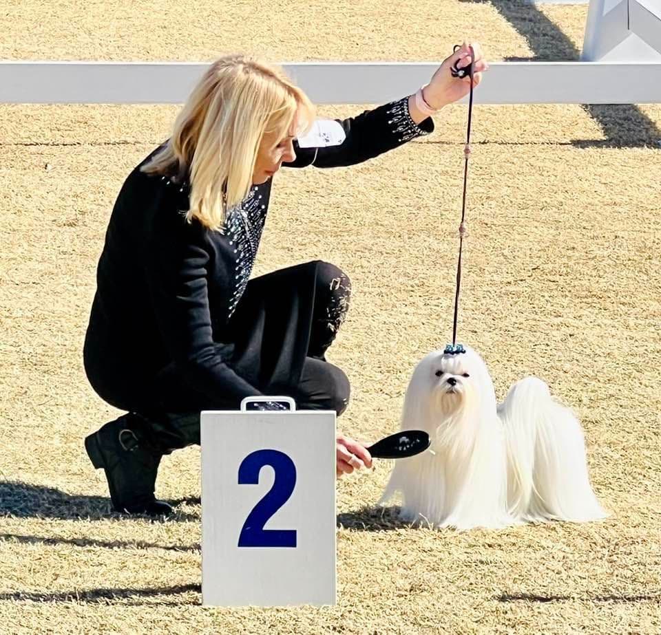 Grand Champion Sired Puppies breeder image 10