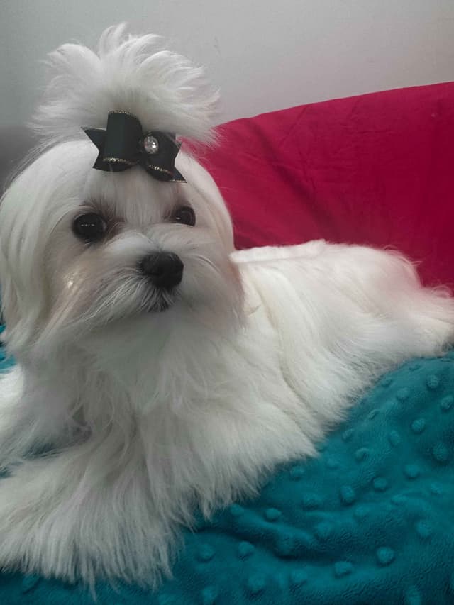 Female Maltese Puppy media 2