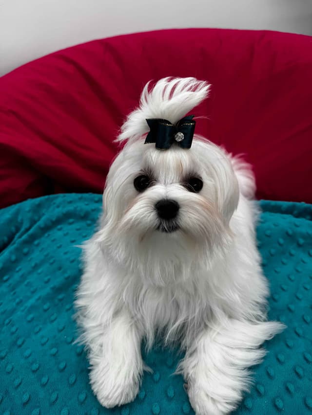 Female Maltese Puppy media 3