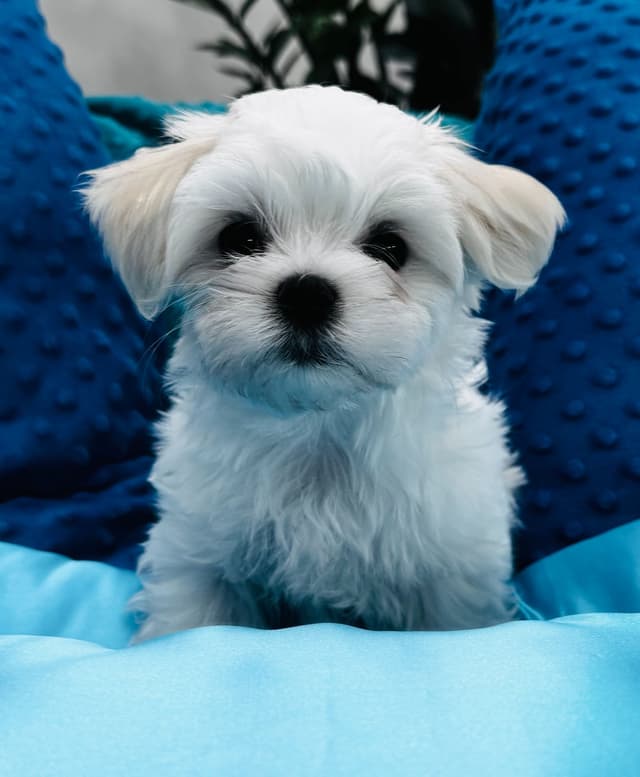 Grand Champion Sired Puppies media 2