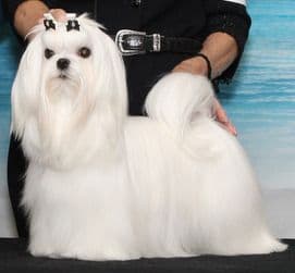 Grand Champion Sired Puppies media 3