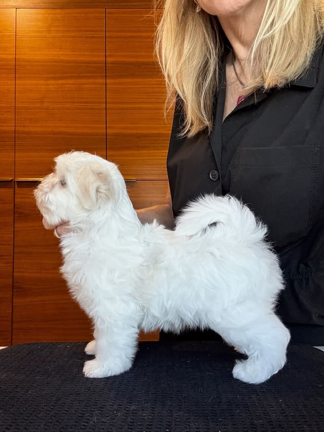 Grand Champion Sired Puppies media 7