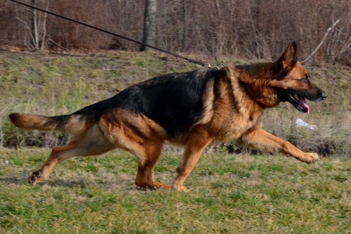 German Shepherd Dog Puppies breeder image 29