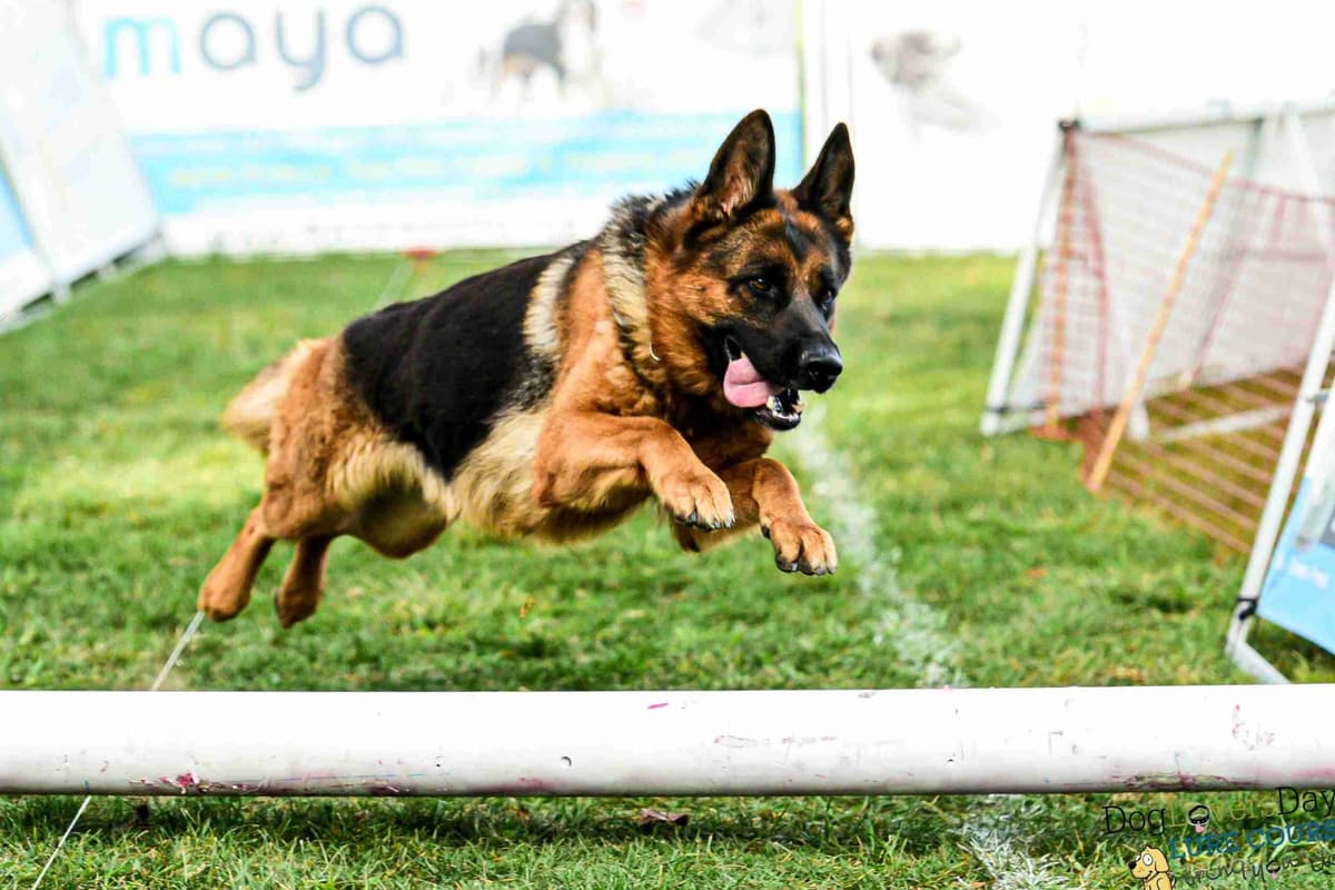 German Shepherd Dog Puppies breeder image 28