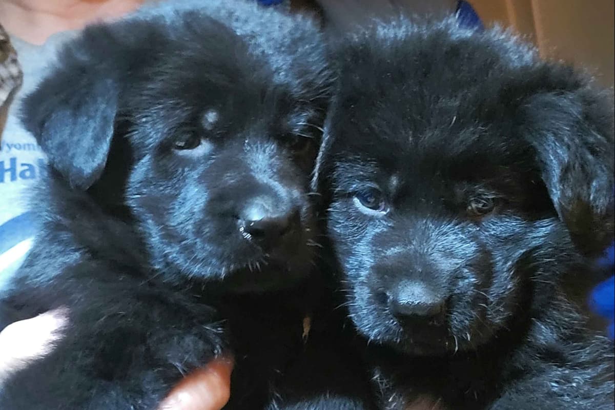 German Shepherd Dog Puppies breeder image 13