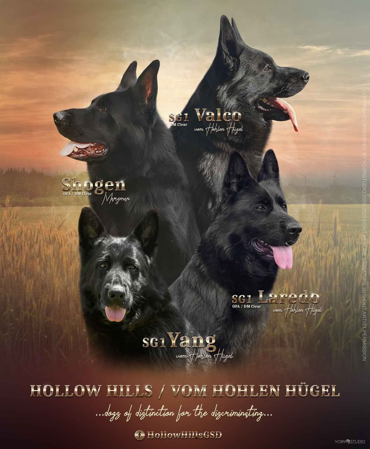 German Shepherd Dog Puppies breeder image 7