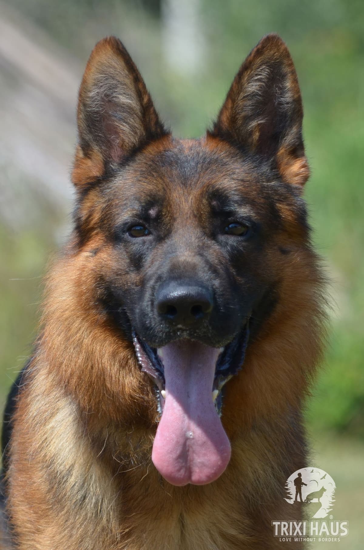 German Shepherd Dog Puppies breeder image 16