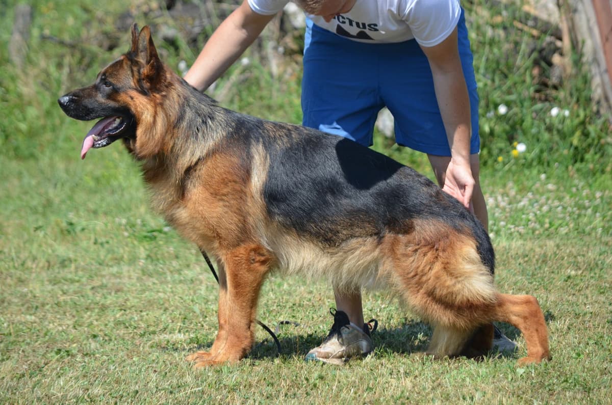 German Shepherd Dog Puppies breeder image 21