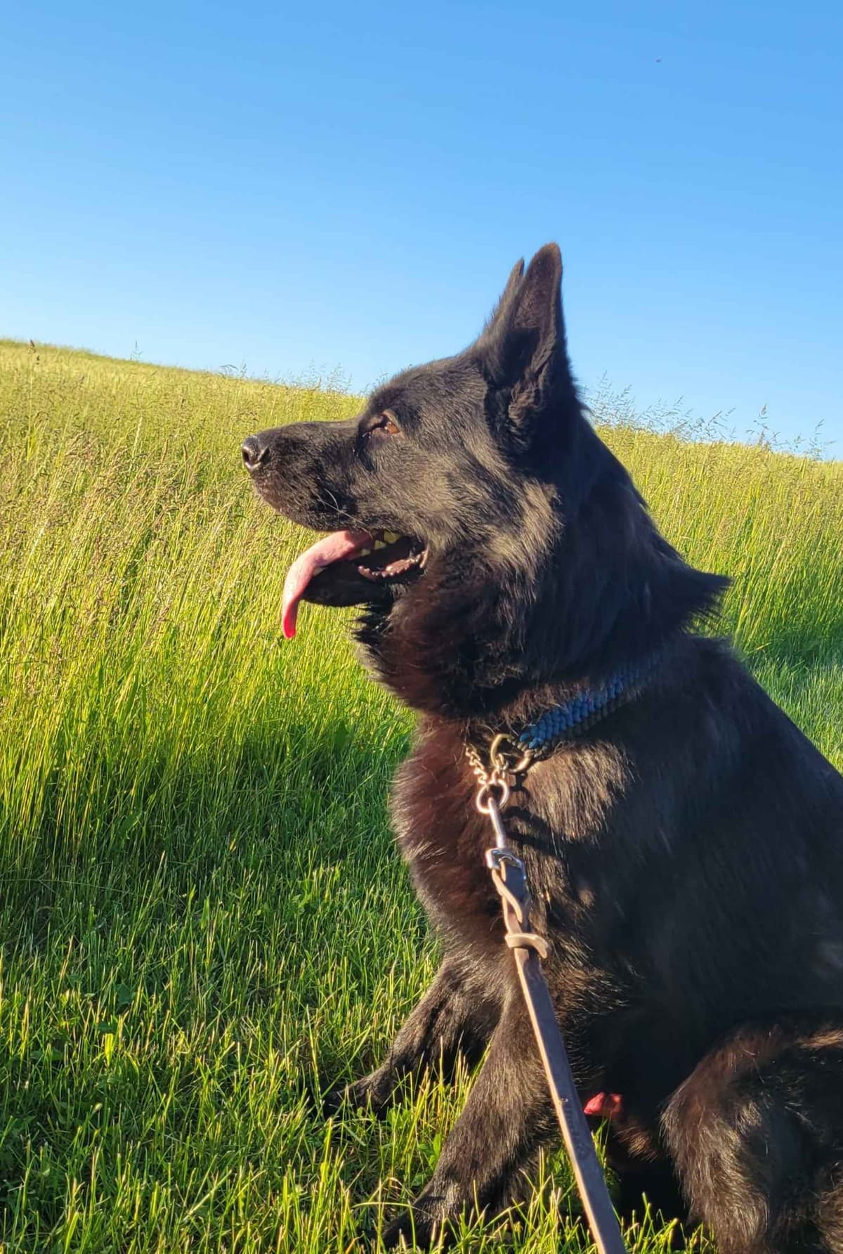 German Shepherd Dog Puppies breeder image 22