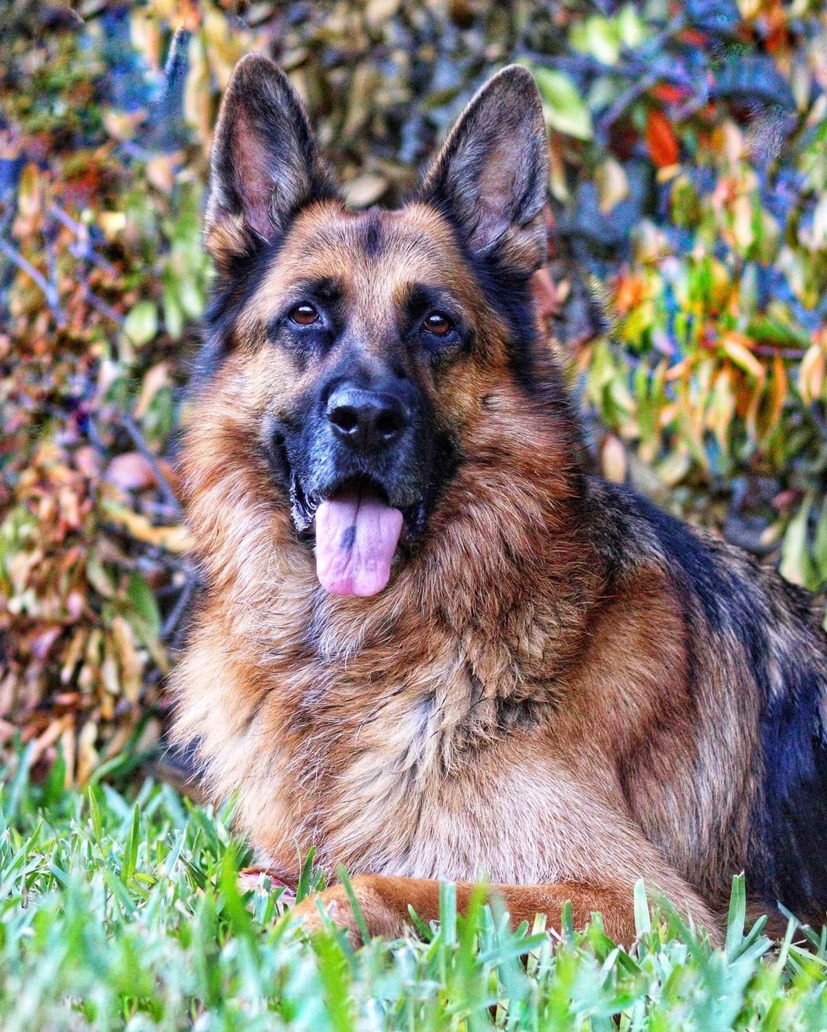 German Shepherd Dog Puppies breeder image 26
