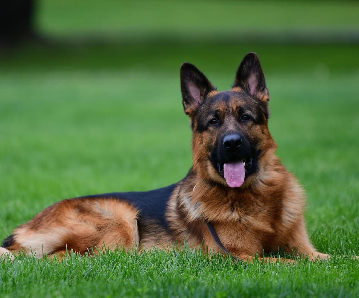 German Shepherd Dog Puppies breeder image 23