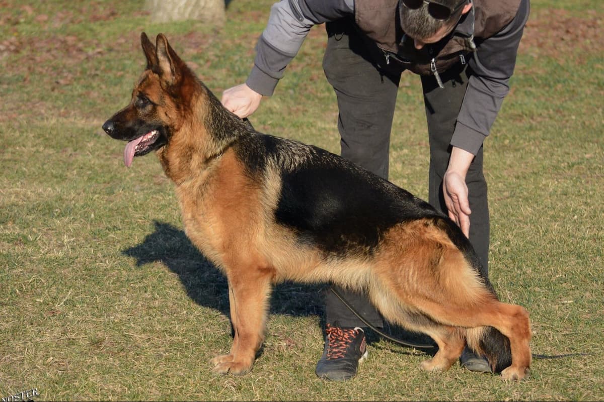 German Shepherd Dog Puppies breeder image 20