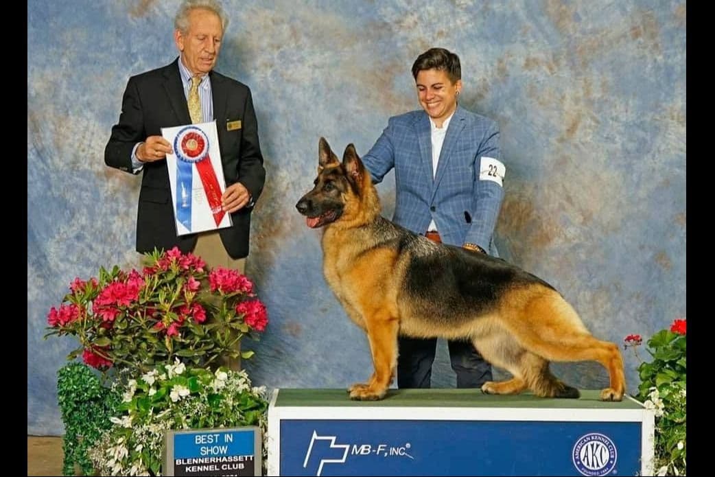 German Shepherd Dog Puppies breeder image 4