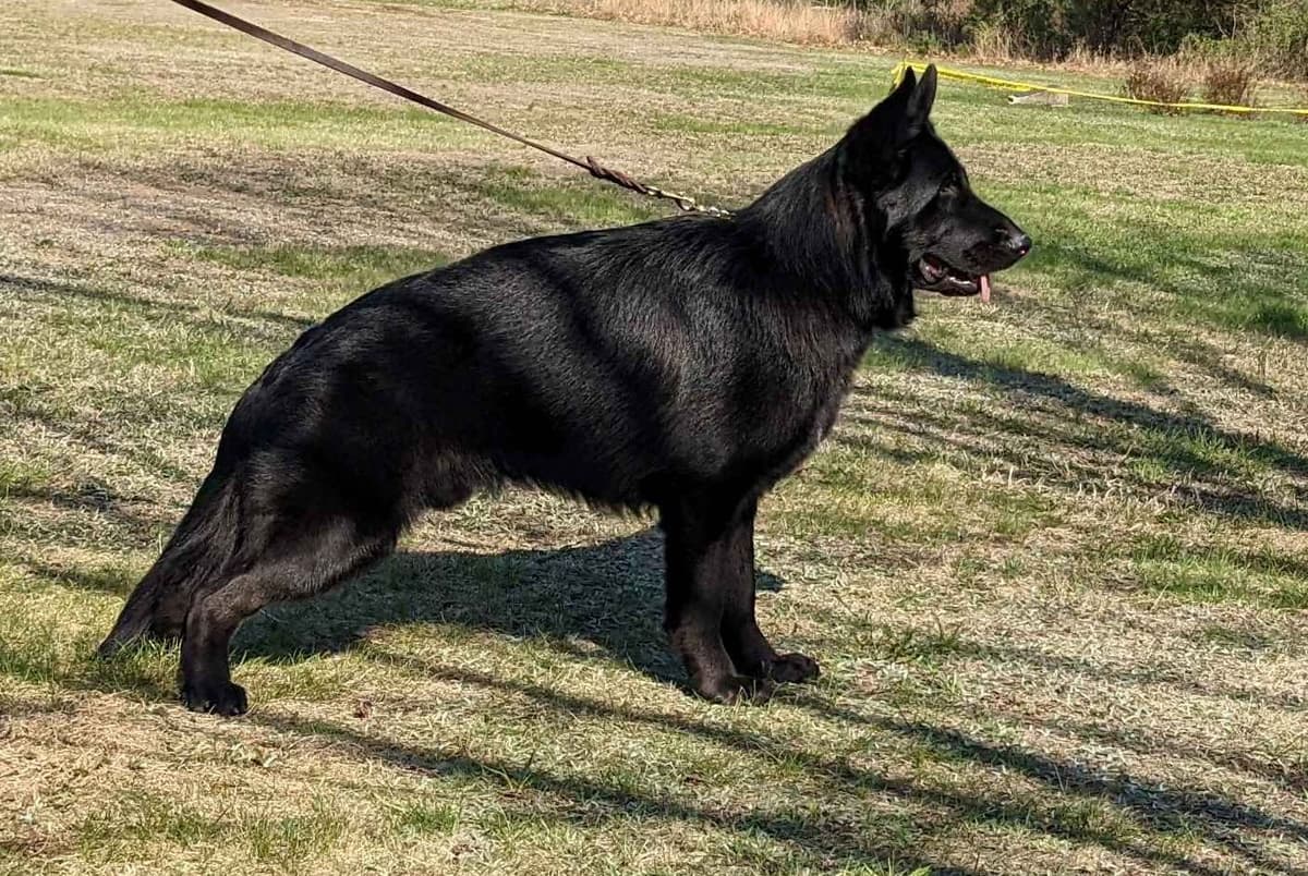 German Shepherd Dog Puppies breeder image 27