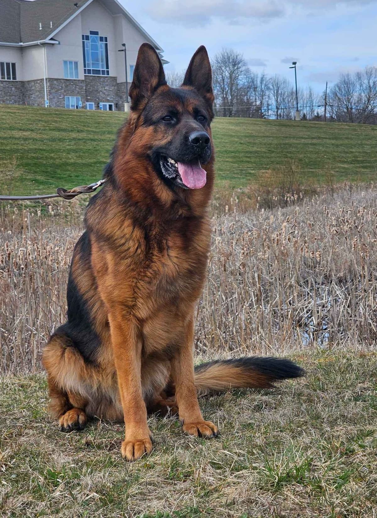 German Shepherd Dog Puppies breeder image 15