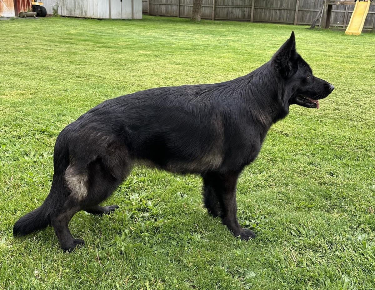 German Shepherd Dog Puppies breeder image 24