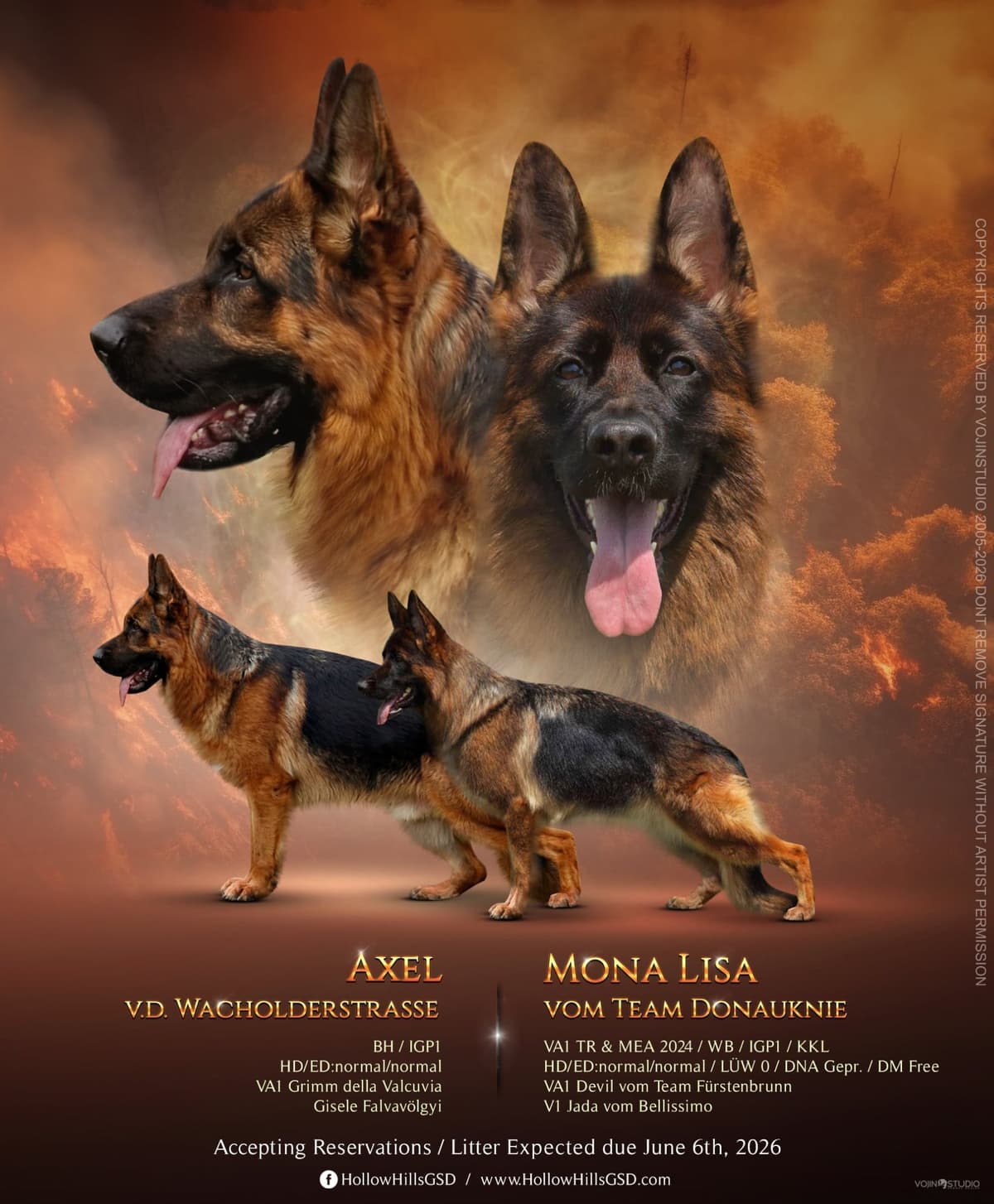 German Shepherd Dog Puppies breeder image 1