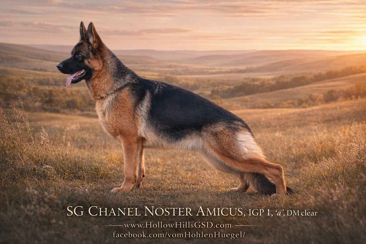 German Shepherd Dog Puppies breeder image 5