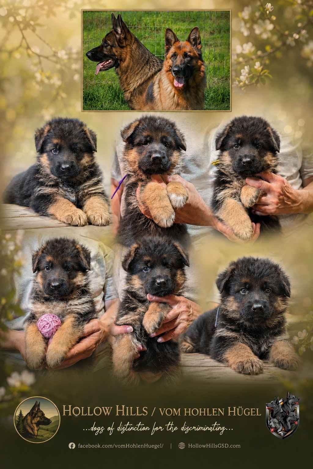 German Shepherd Dog Puppies breeder image 9