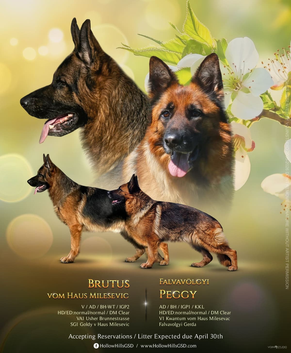 German Shepherd Dog Puppies breeder image 10