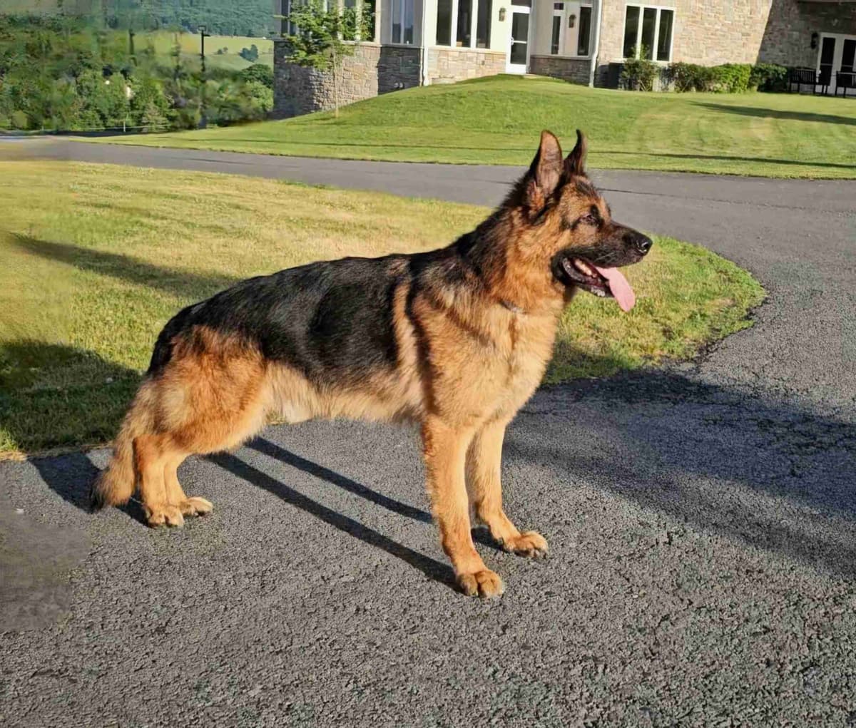 German Shepherd Dog Puppies breeder image 6
