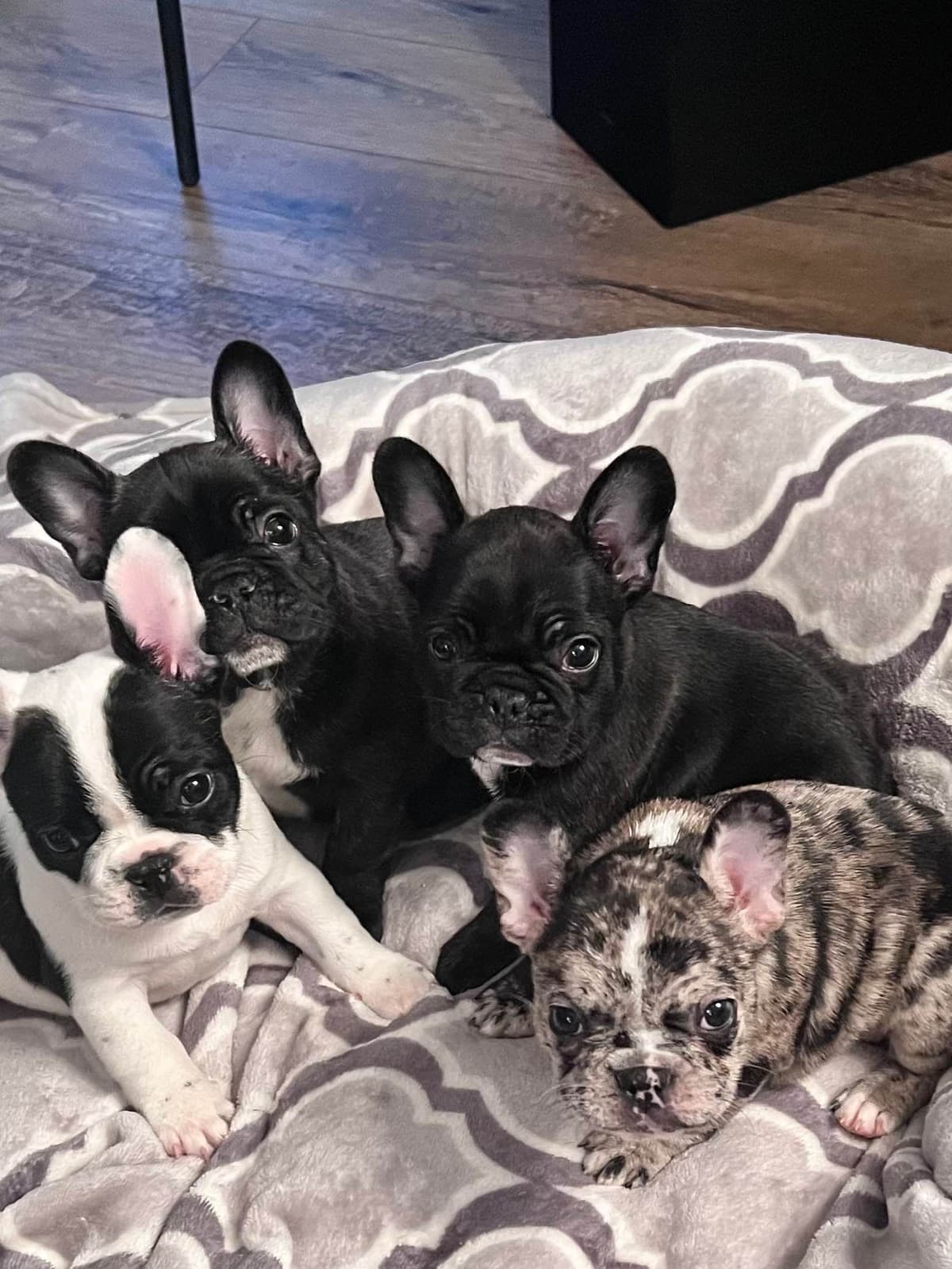 French Bulldog Puppies breeder image 2